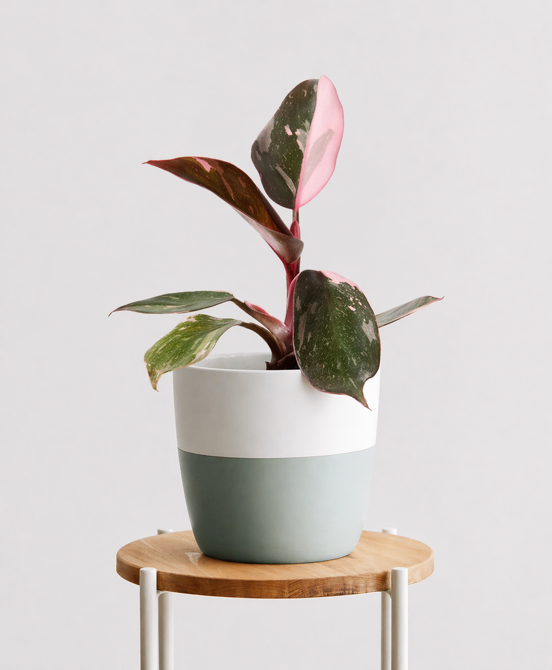 Philodendron Pink Princess