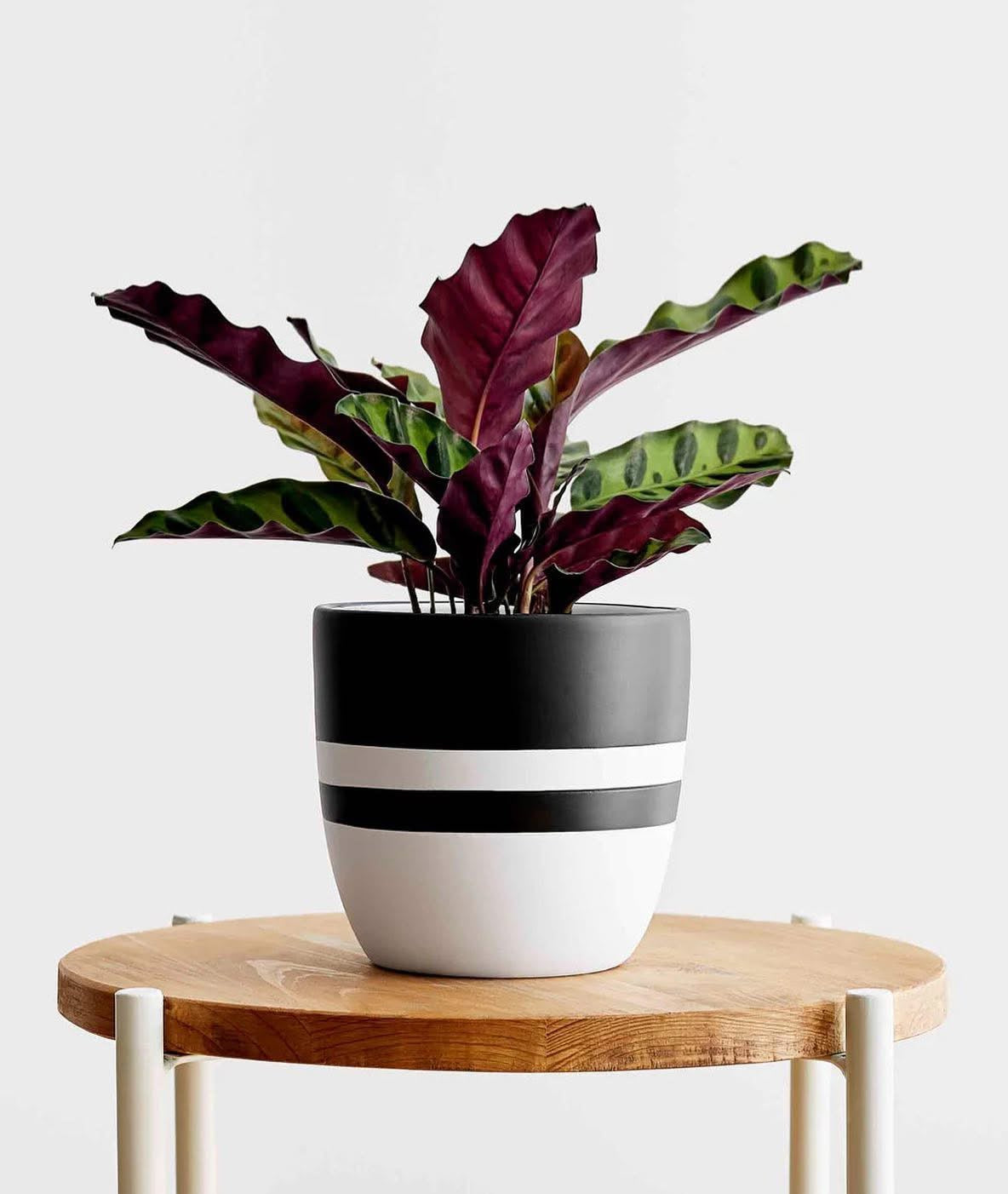 Calathea Rattlesnake