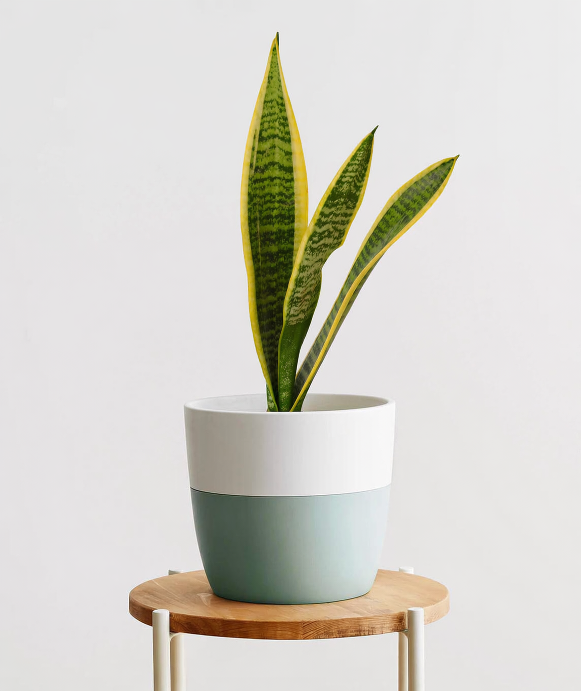 Snake Plant