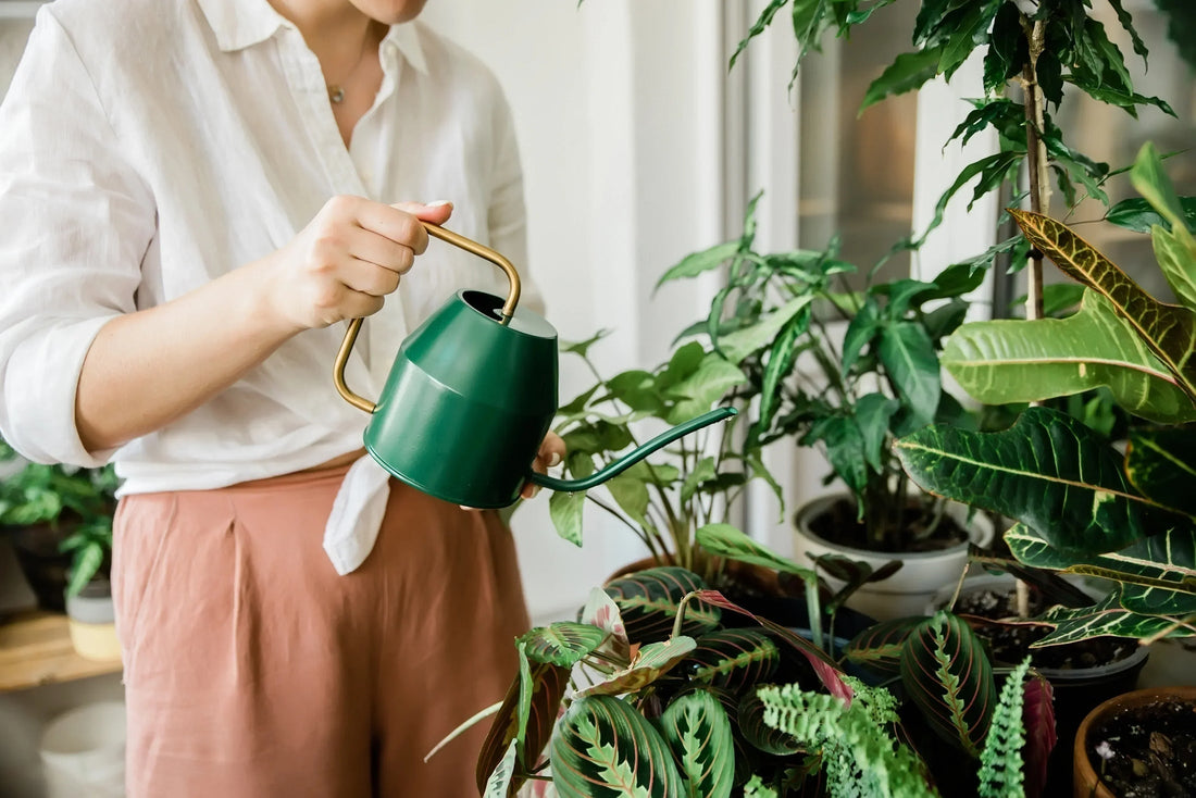 How to Choose the Right Plant Pot for Healthy Growth
