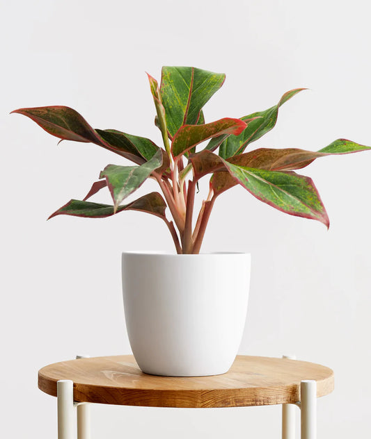 Aglaonema Siam
