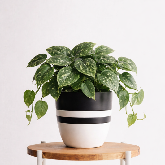 Satin Pothos