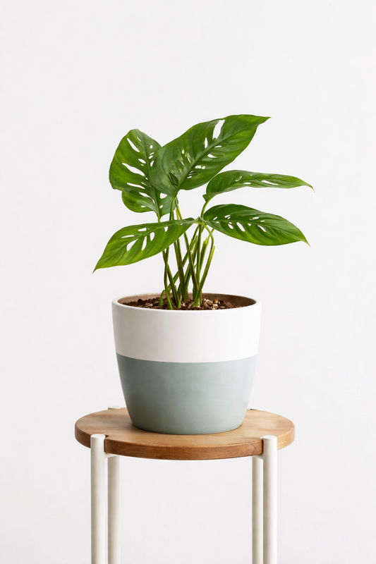Monstera Adansonii