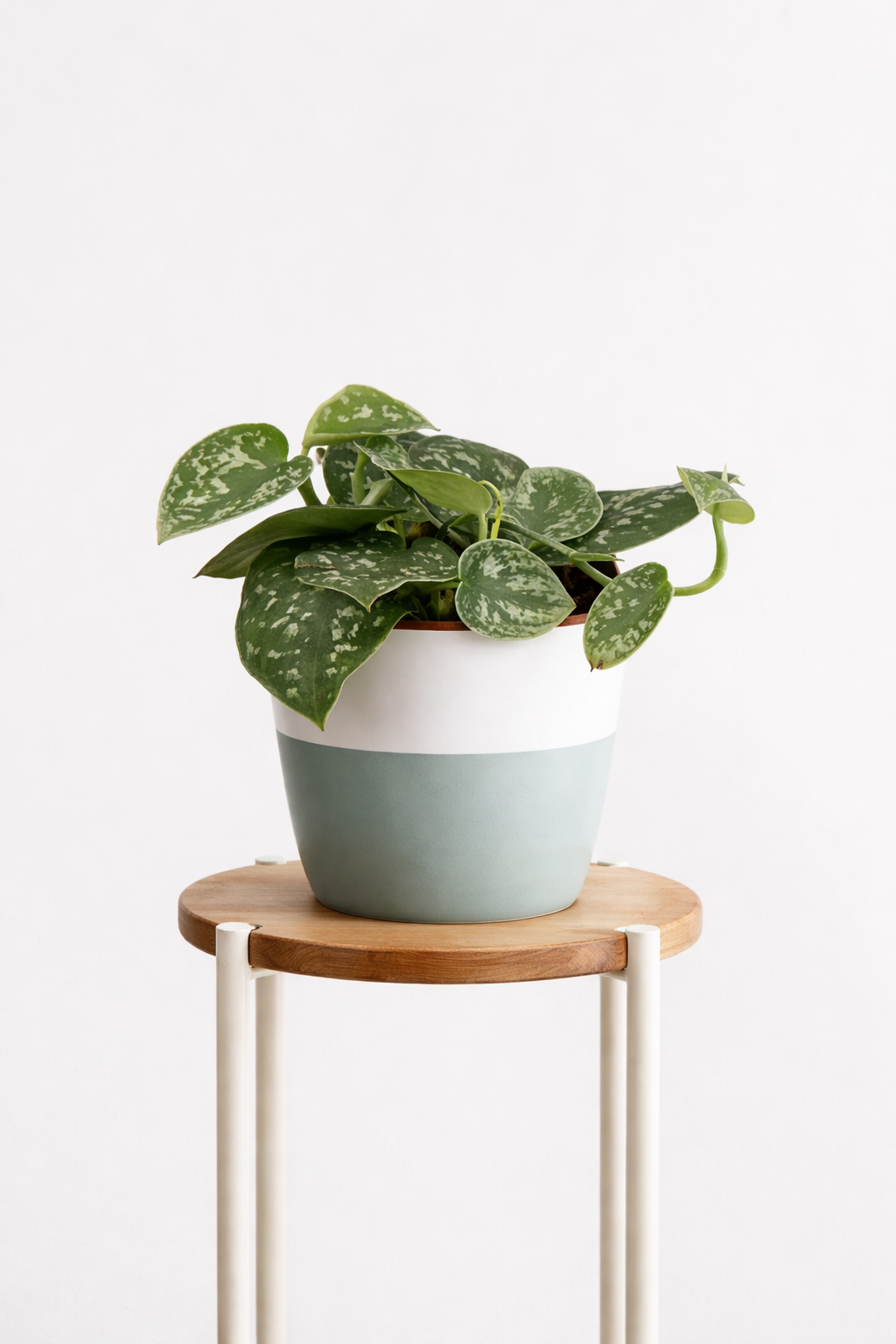 Satin Pothos