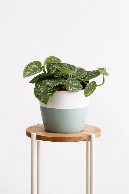 Satin Pothos