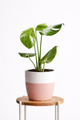 Monstera Thai Constellation