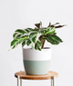 Calathea White Fusion