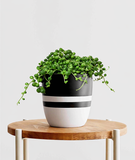String of Pearls