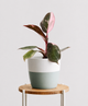 Philodendron Pink Princess
