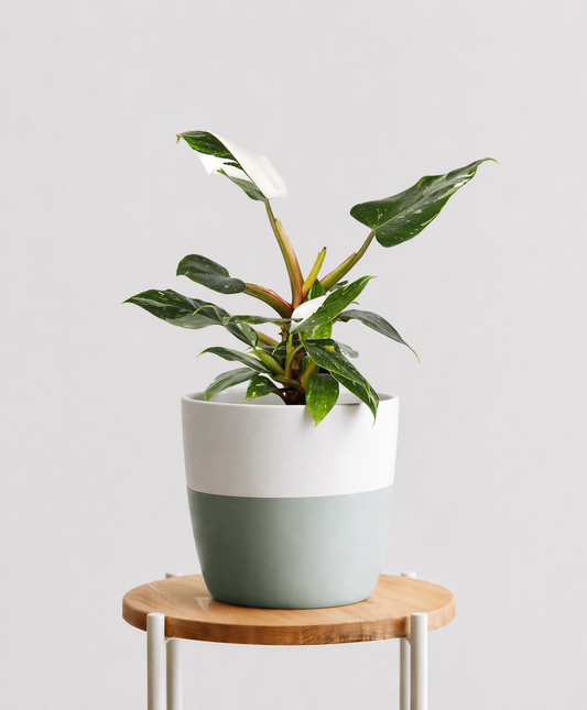 Philodendron White Princess