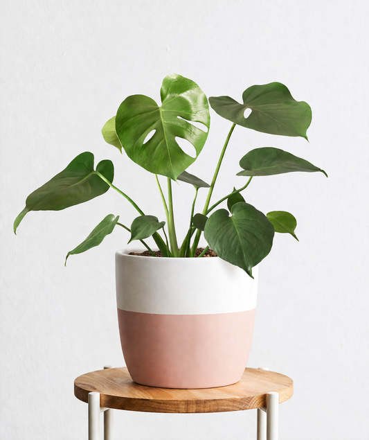 Monstera Deliciosa