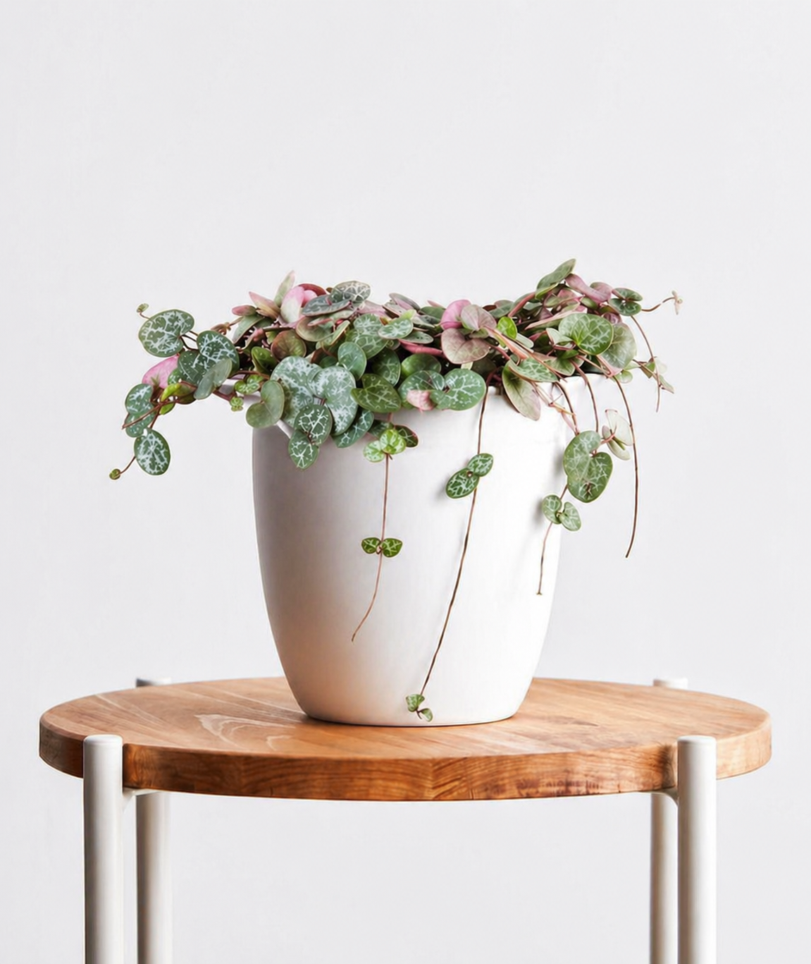 Variegated String of Hearts