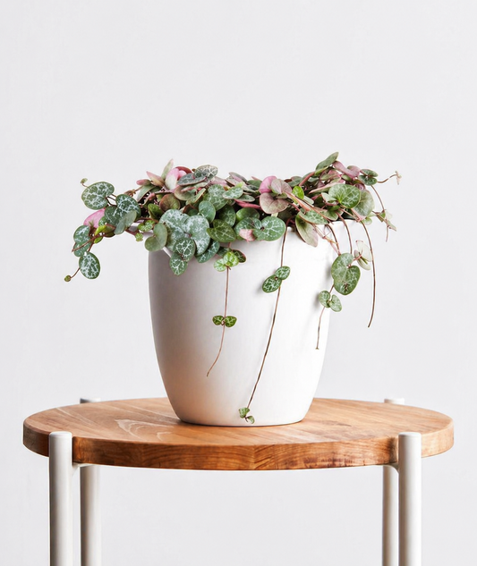 Variegated String of Hearts