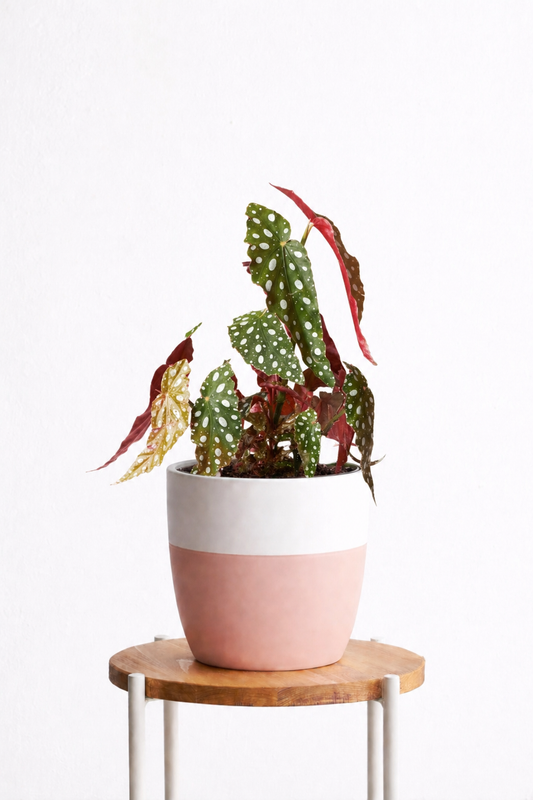 Angel Wing Begonia