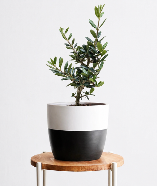Olive Tree