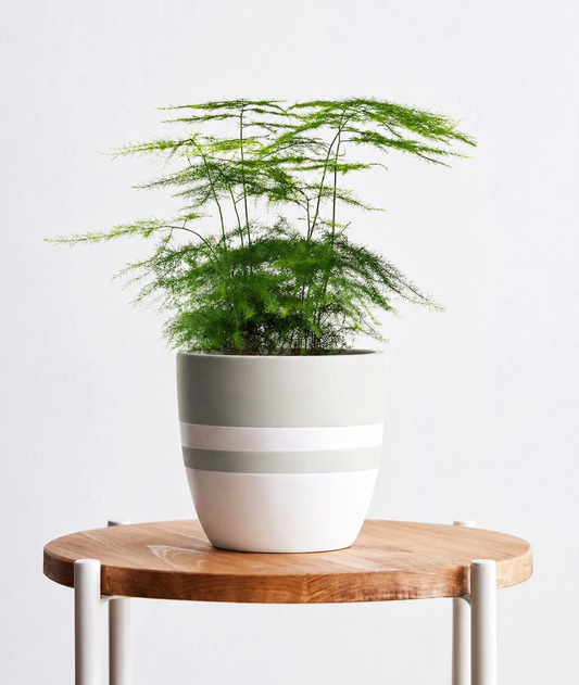 Asparagus Fern