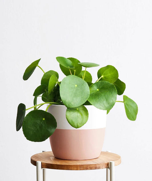 Pilea Peperomia