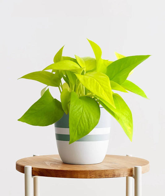 Neon Pothos