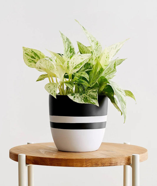 Marble Queen Pothos