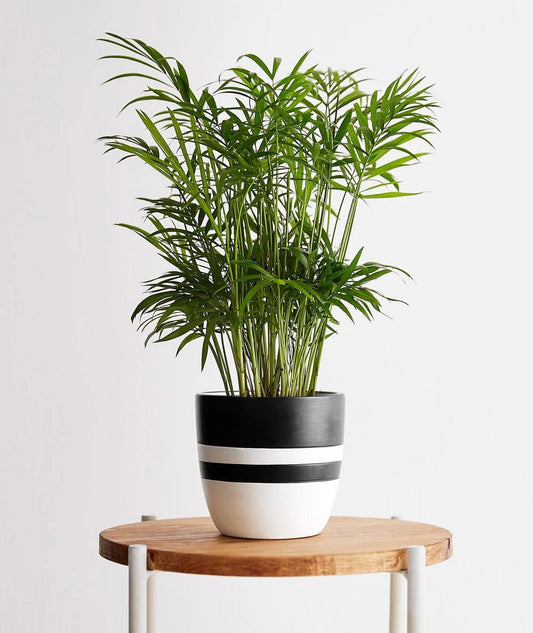 Parlor Palm