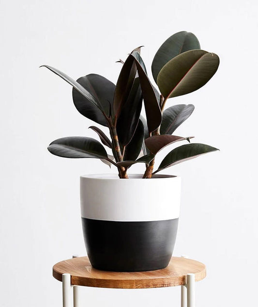 Ficus Burgundy
