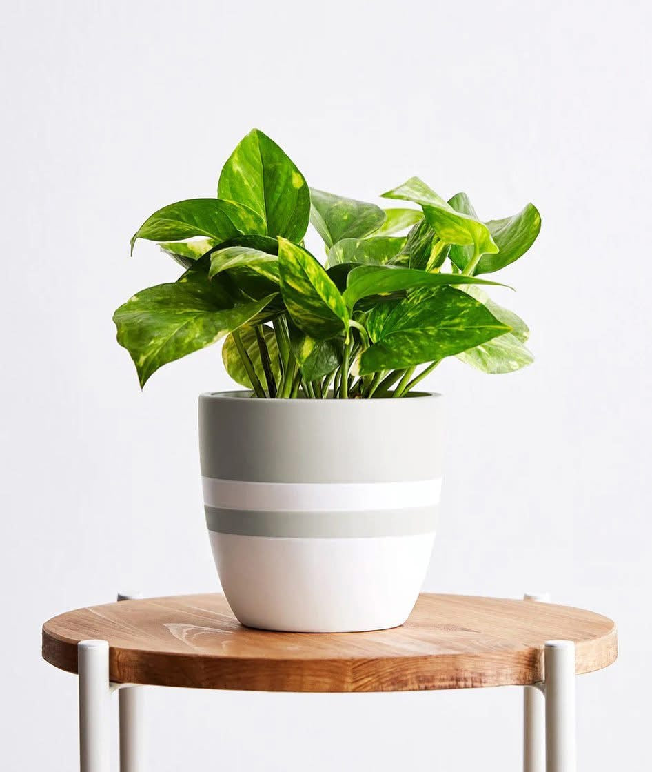 Golden Pothos