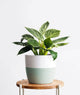 Philodendron Birkin
