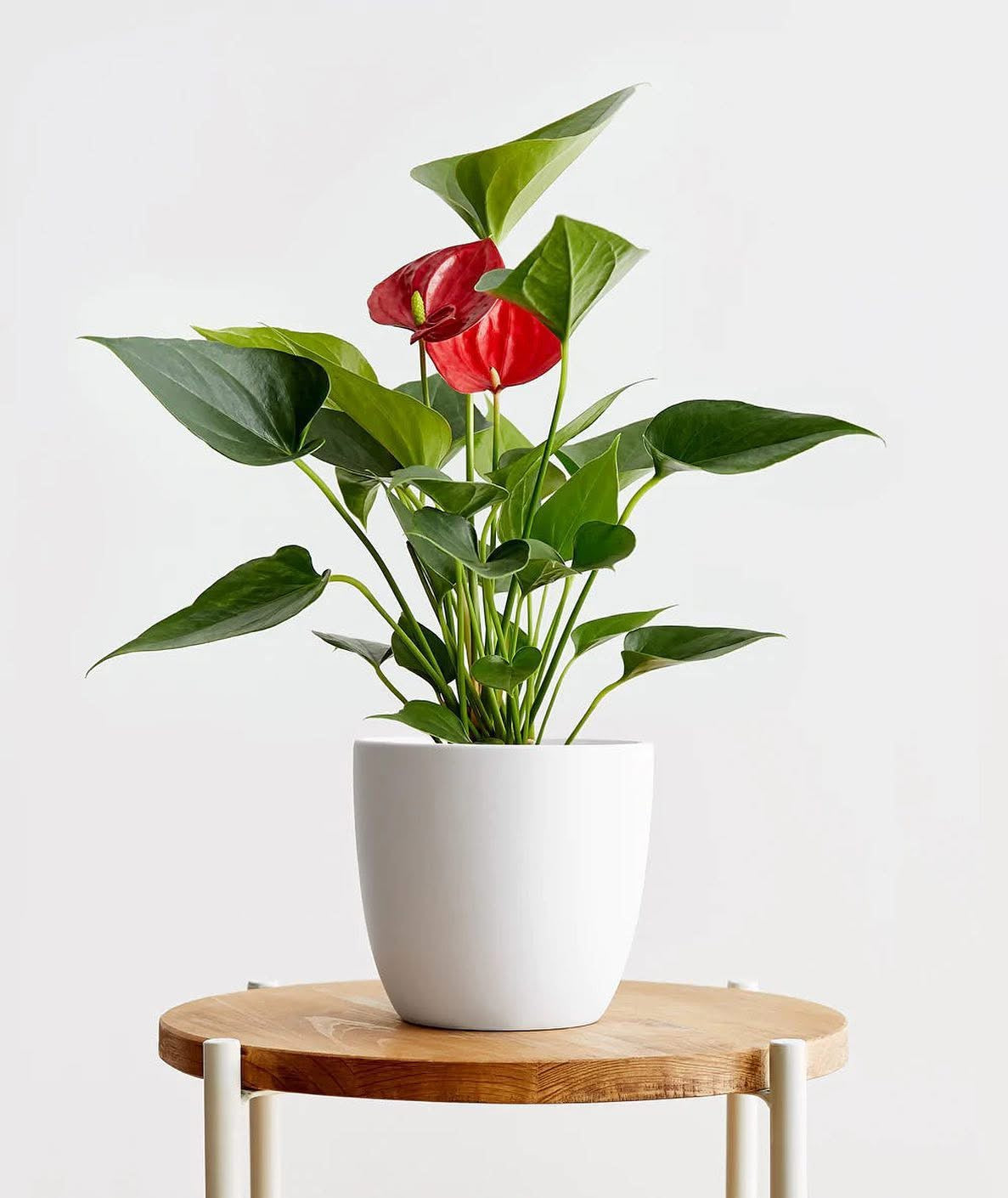 Red Anthurium