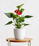 Red Anthurium